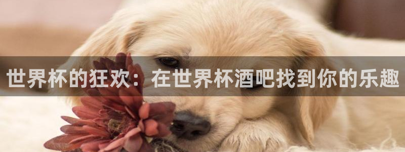 世界杯直播网：世界杯的狂欢：在世界杯酒吧找到你的乐趣